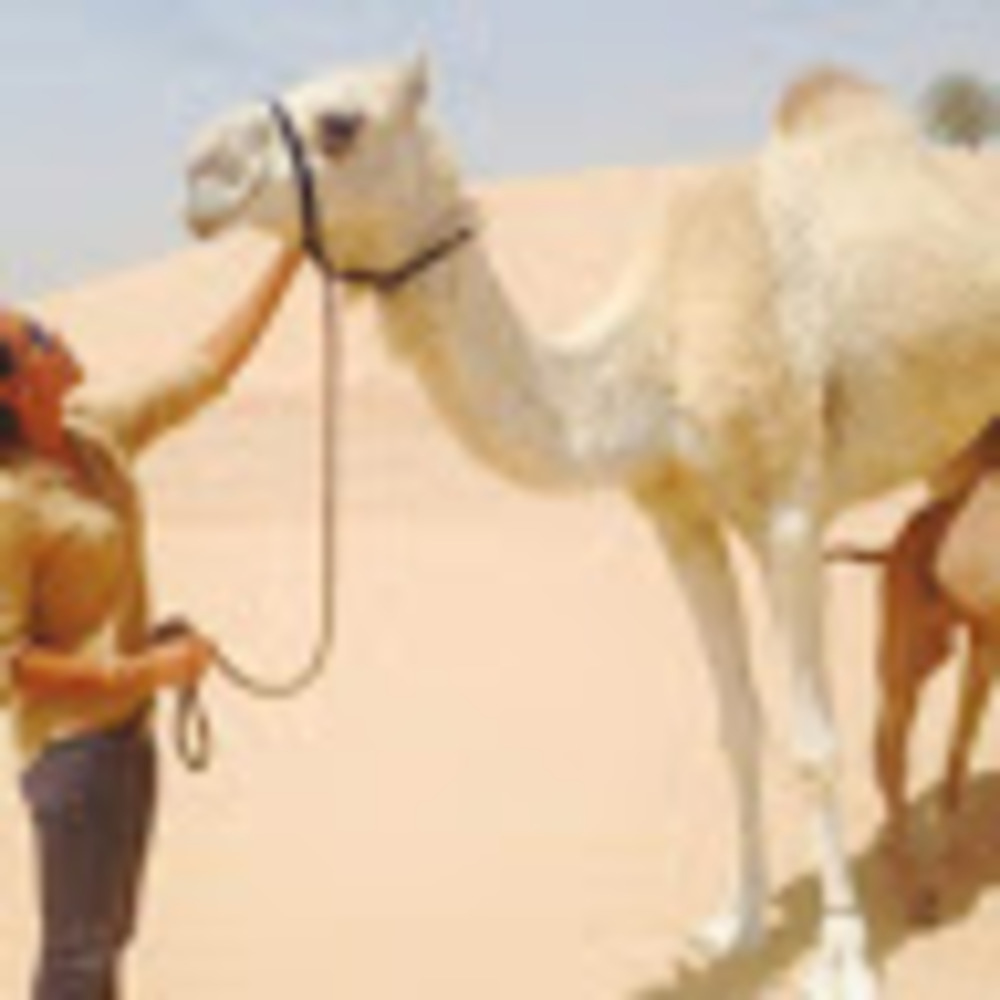 Meet your Posher, HA